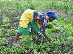 African-woman-farmer1