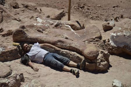 A palaeontologist is dwarfed by the thigh bone of a newly discovered species of sauropod