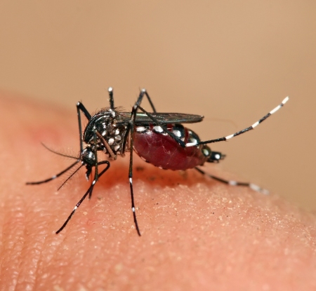 The dengue virus is carried by mosquitoes