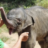 Only one of eight baby elephants sent to China in 2010 has survived, according to Johnny Rodrigues, chairman of the Zimbabwe Conservation Task Force